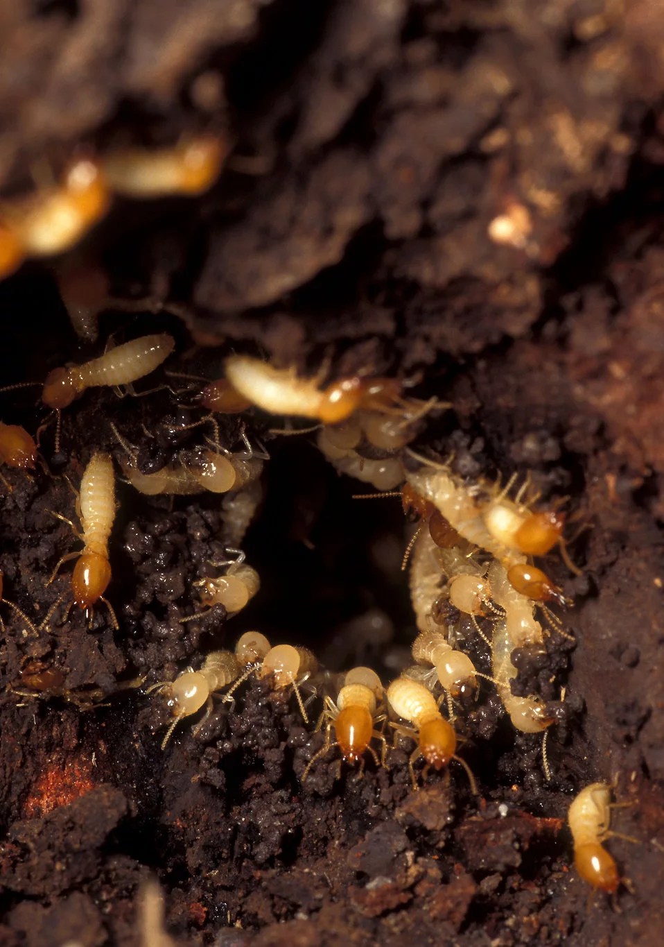Why Do Termites Eat Wood? Terminix New Orleans