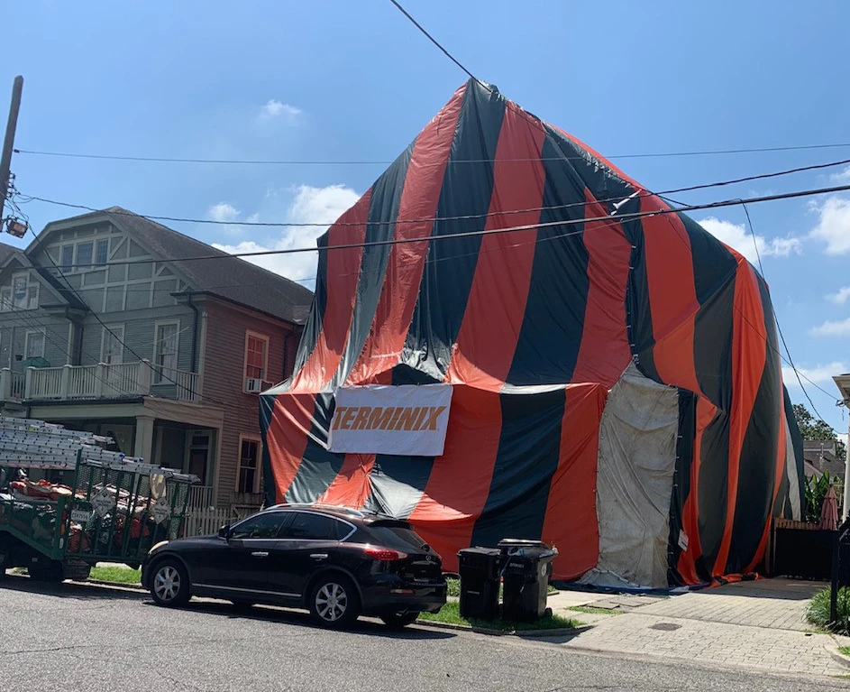 termite fumigation