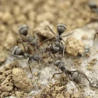 ant colony on soil