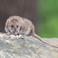 rat standing on a piece of wood