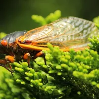 picture of cicada on leaf