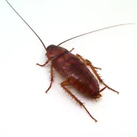 picture of cockroach behind a white background