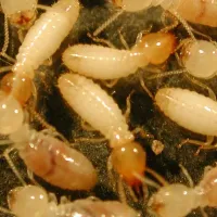 picture of termites scavenging