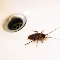 cockroach near drain