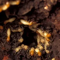 termites going through their created tubes