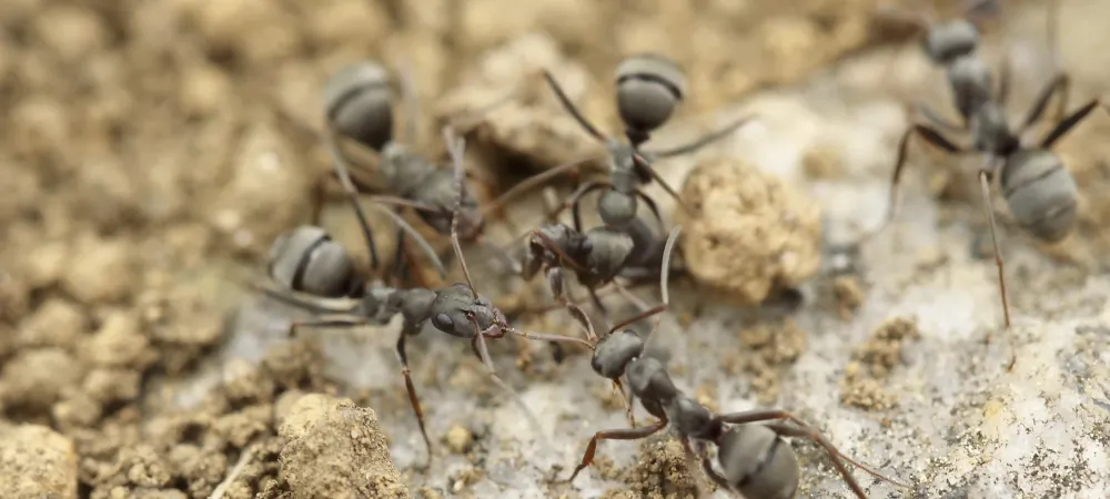 ant colony on soil
