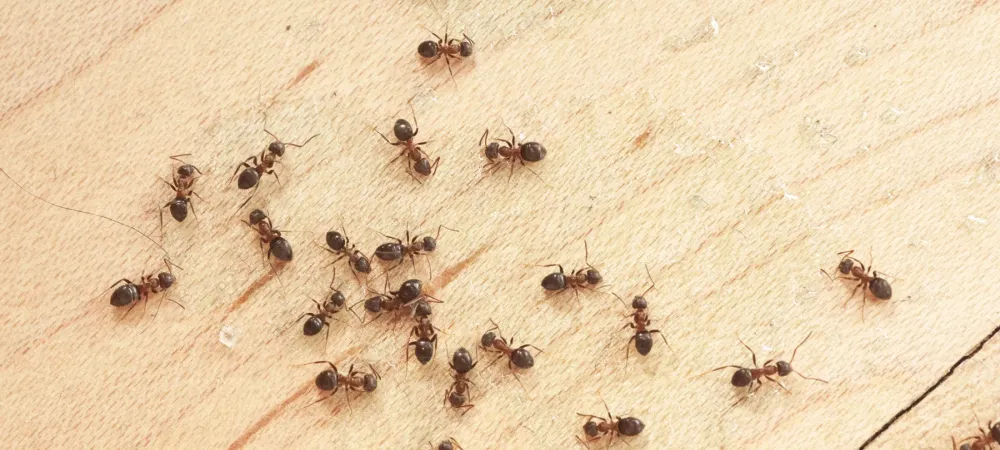 ants on a kitchen floor