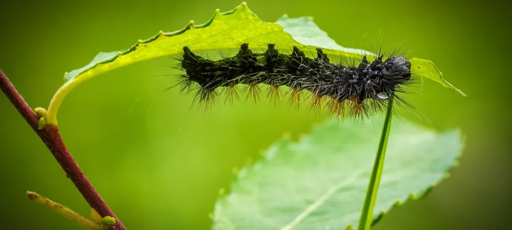 caterpillar on a leaf