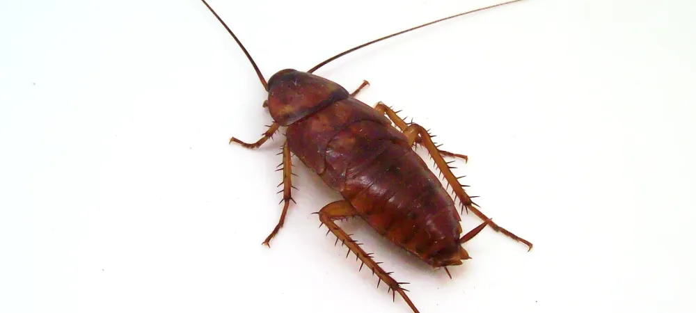 picture of cockroach behind a white background