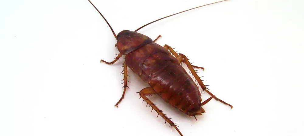 american cockroach flying