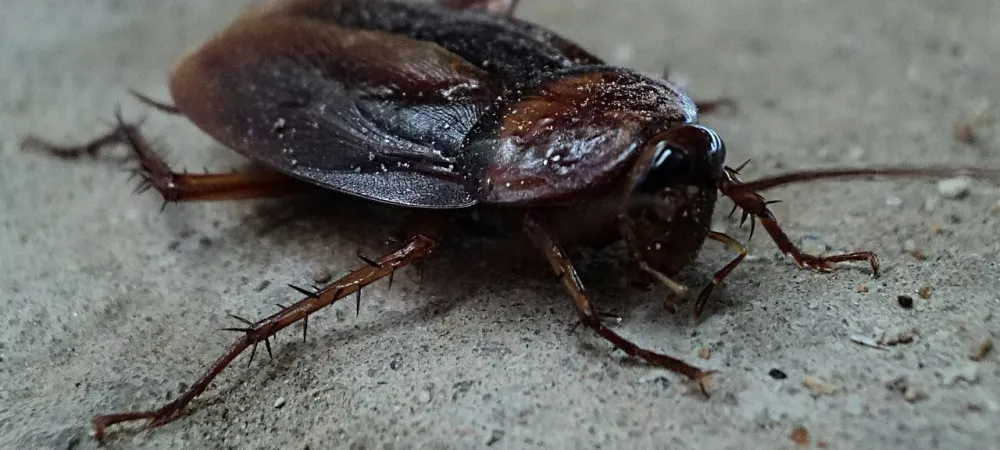picture of cockroach on cement