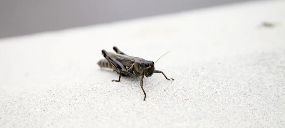 What's the Difference Between a Grasshopper and a Cricket?