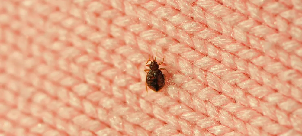 bed bug on a piece of fabric