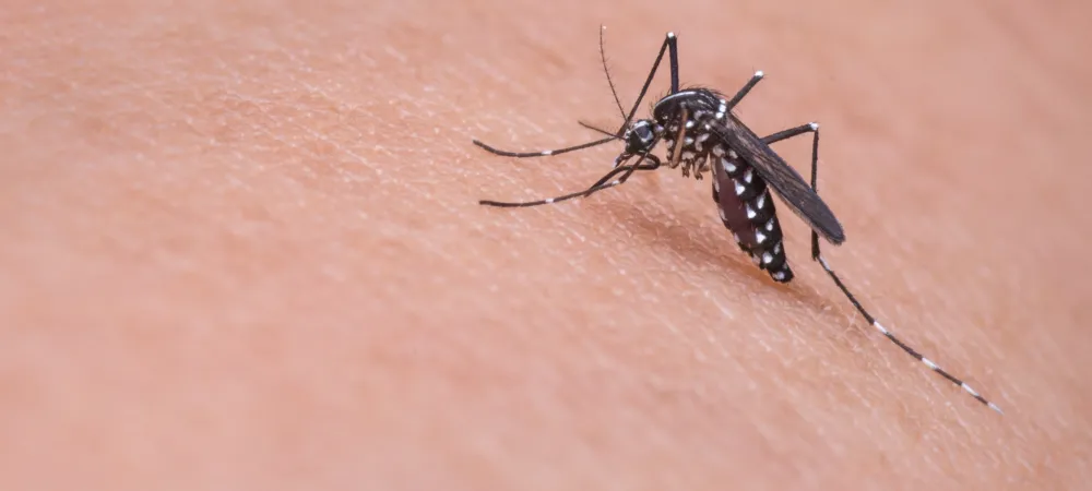 mosquito on arm of person 