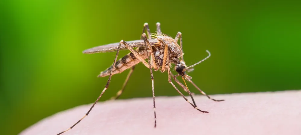 mosquito on arm of person 