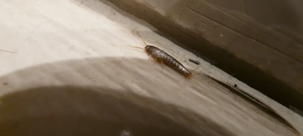 silverfish on piece of wood