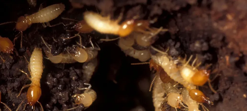 termites going through their created tubes