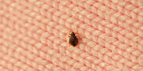 bed bug on a piece of fabric