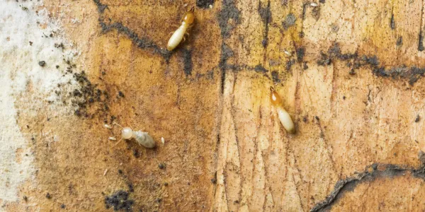 termites on a piece of wood