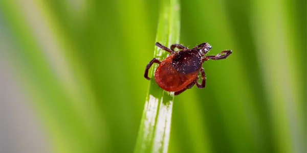 tick on a blade of grass