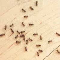 ants on a kitchen floor