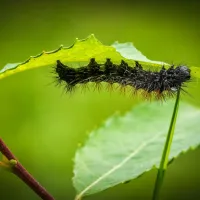 caterpillar on a leaf