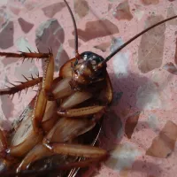 dead cockroach laying on its back