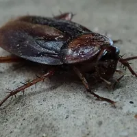 picture of cockroach on cement