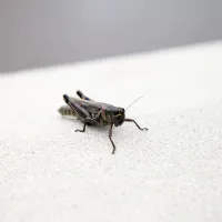 cricket sitting on cement