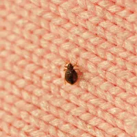 bed bug on a piece of fabric