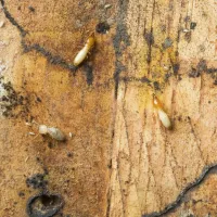 termites on a piece of wood