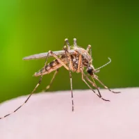 mosquito on arm of person 