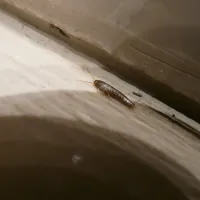 silverfish on piece of wood