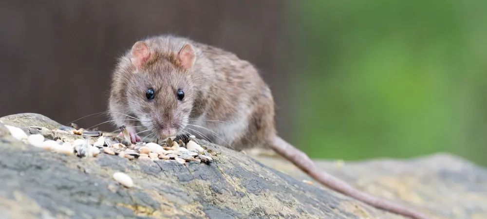 rat standing on a piece of wood