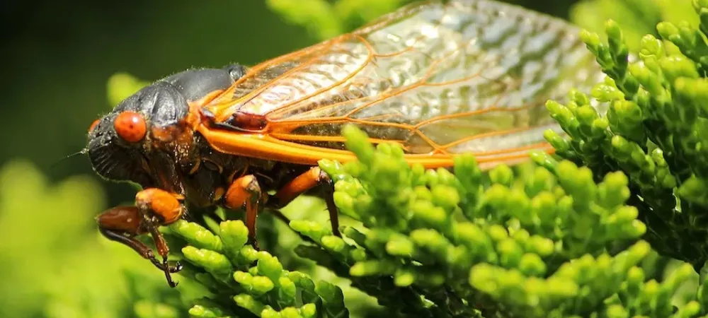 picture of cicada on leaf