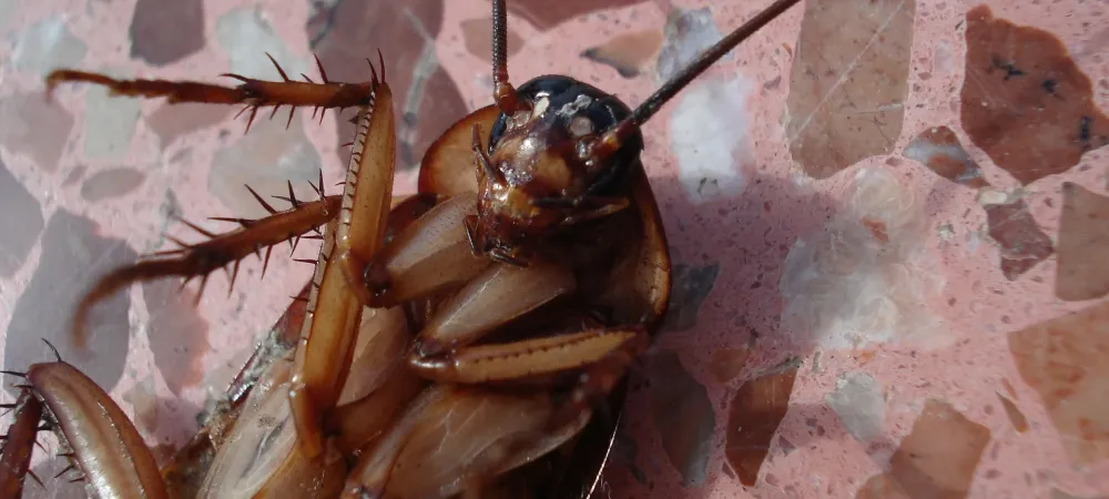dead cockroach laying on its back