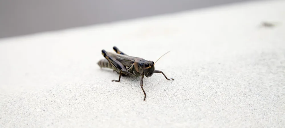 cricket sitting on cement