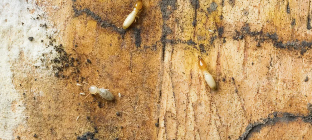 termites on a piece of wood