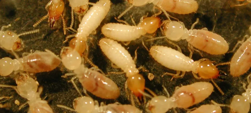 picture of termites scavenging