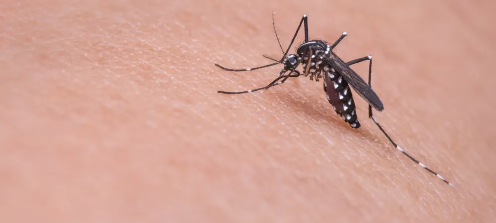 mosquito on arm of person